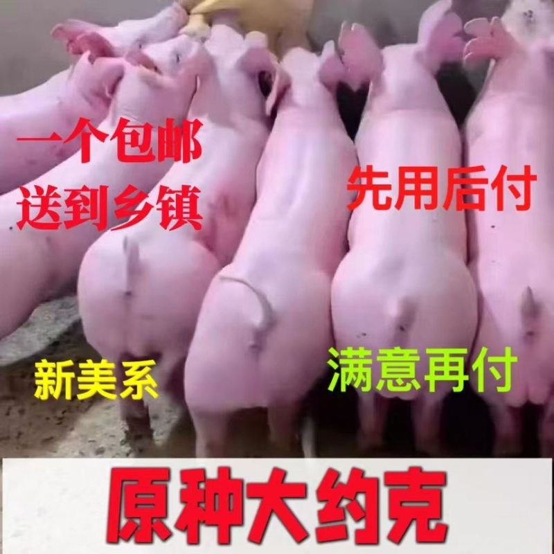 约克母猪种公猪二元后背母猪