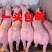 约克母猪种公猪二元后背母猪