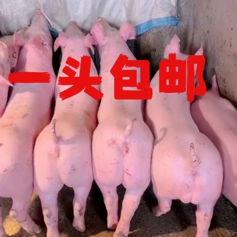 约克母猪种公猪二元后背母猪