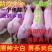约克母猪种公猪二元后背母猪
