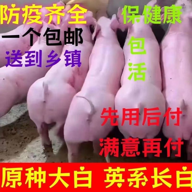约克母猪种公猪二元后背母猪