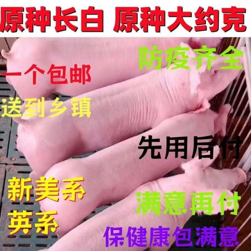约克母猪种公猪二元后背母猪