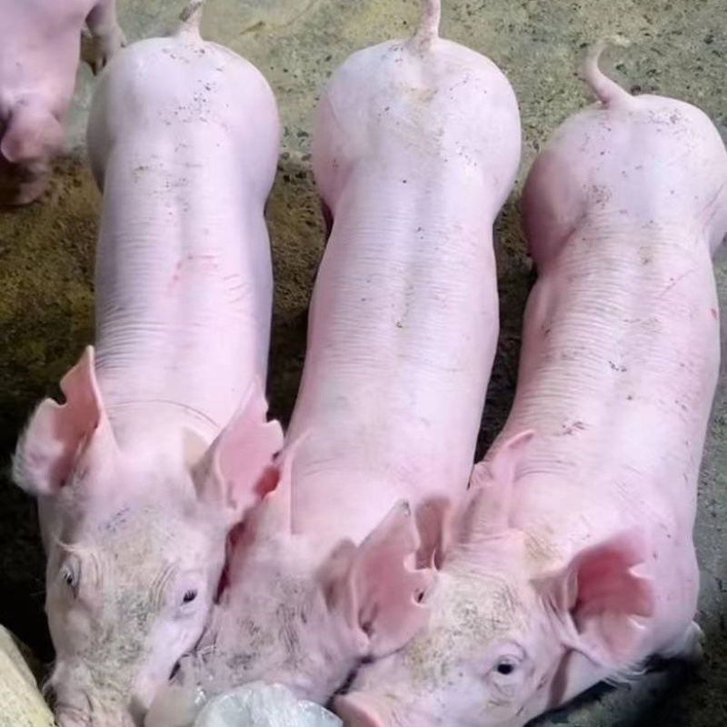 约克母猪种公猪二元后背母猪