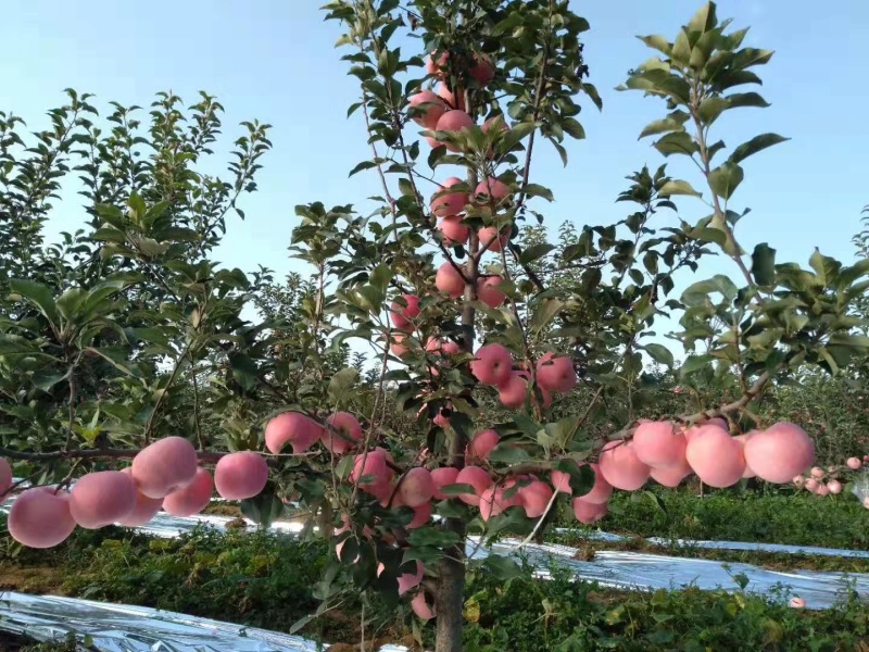 大量批发烟富系列嫁接苹果树苗黄金维纳斯苹果苗等