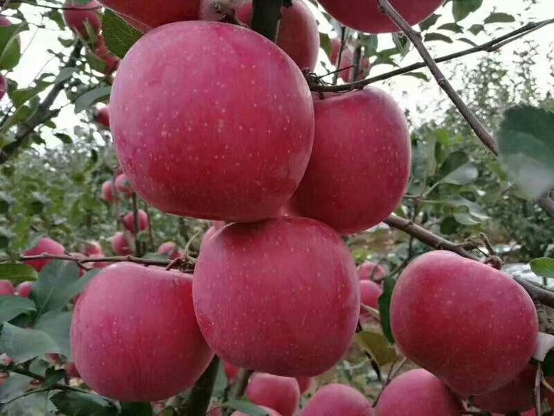 大量批发烟富系列嫁接苹果树苗黄金维纳斯苹果苗等