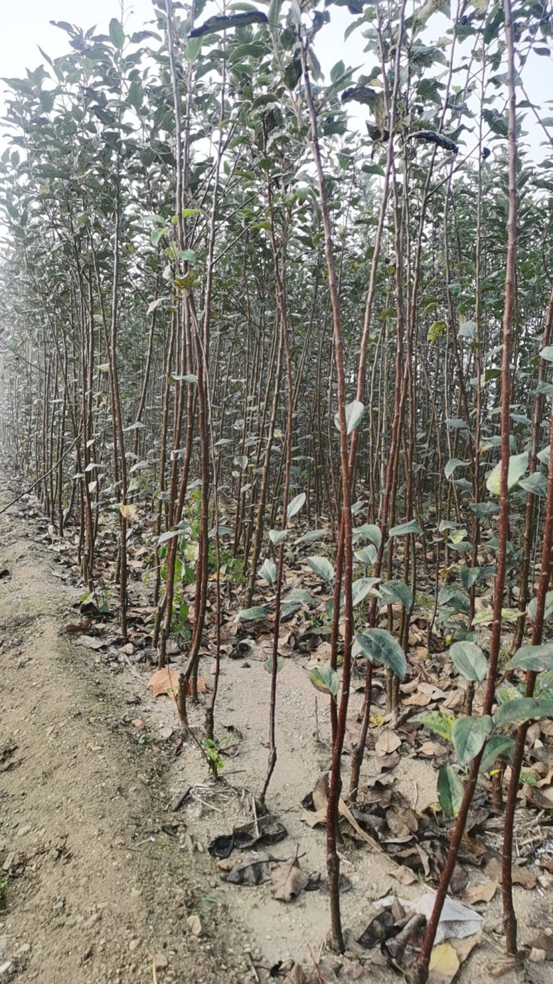 大量批发烟富系列嫁接苹果树苗黄金维纳斯苹果苗等