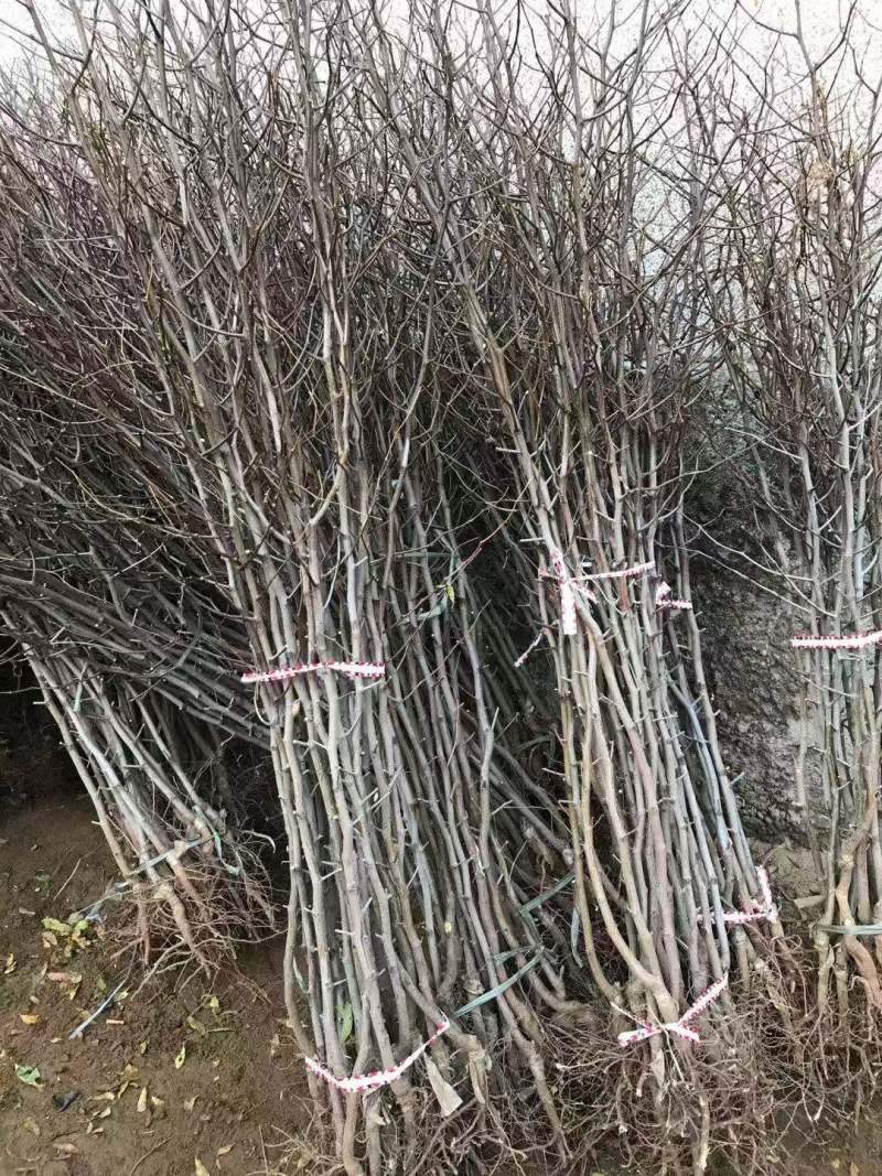 现起苗发货嫁接冬枣树苗快递保湿邮寄成活率高