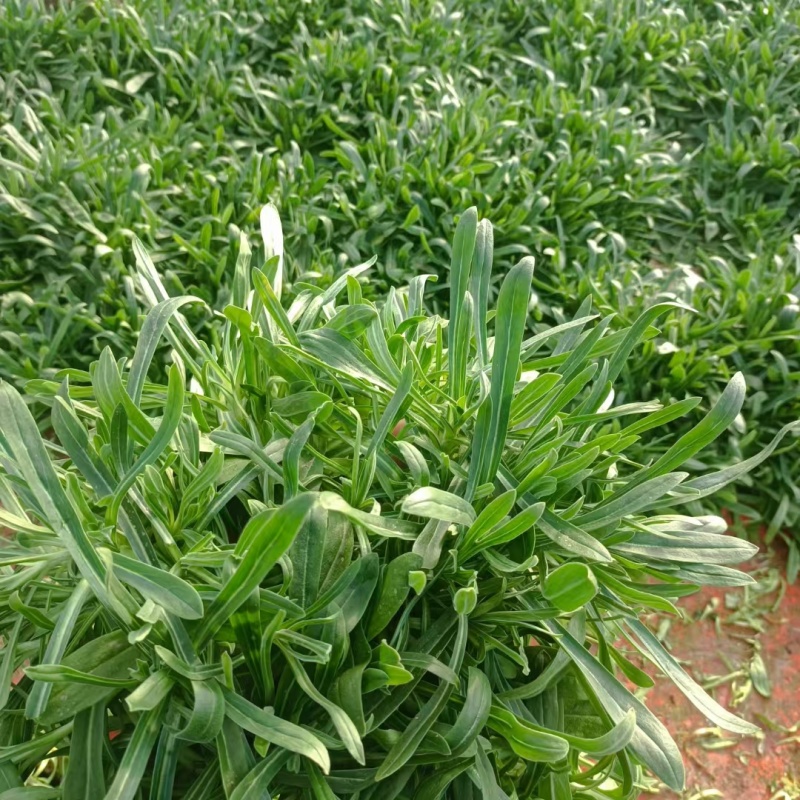 面条菜，草，大叶面条菜，小叶面条菜，野菜