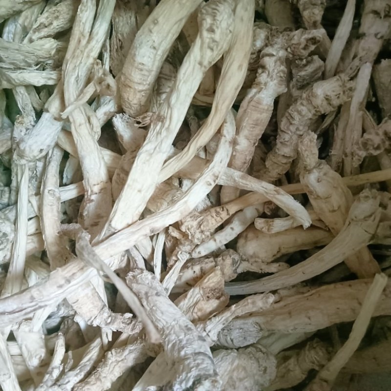贵州野生南沙参，萢参