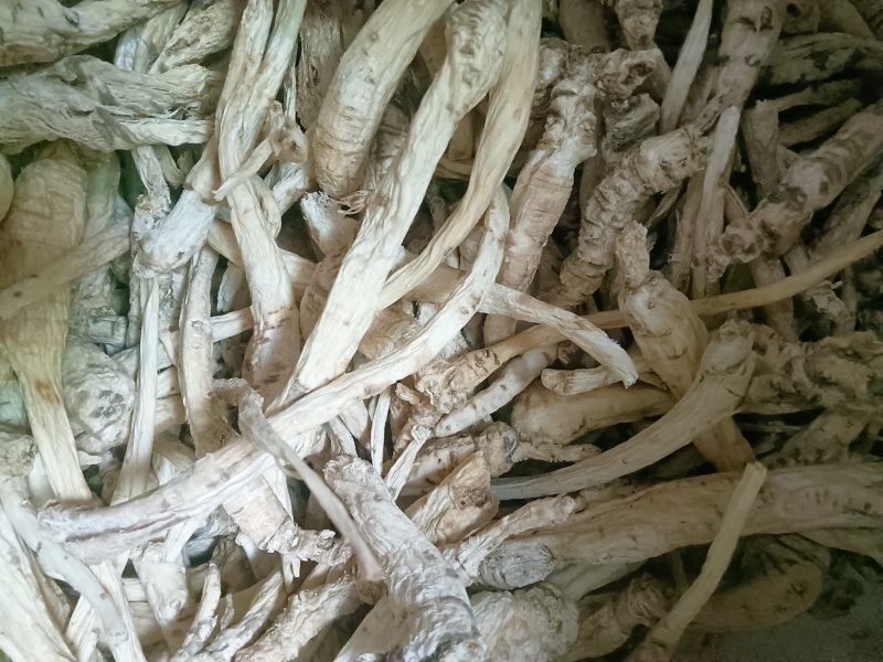 贵州野生南沙参，萢参