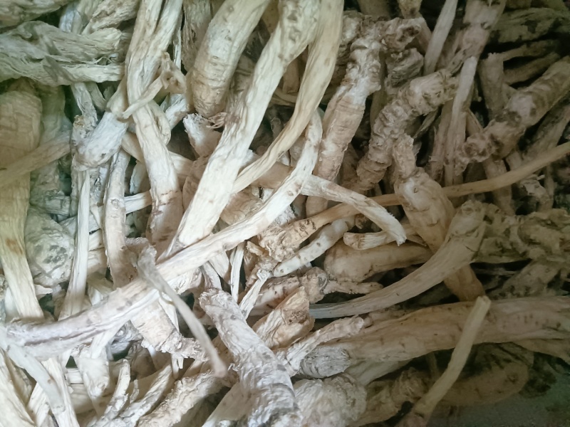 贵州野生南沙参，萢参