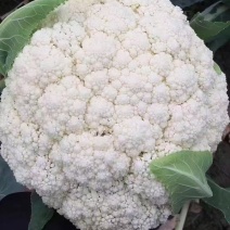 精品有机菜丨白面青梗松花菜丨小米菜花丨散花花菜丨全国发货