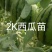 包邮直根嫁接西瓜苗全美2K4K西瓜苗技术指导预订优惠