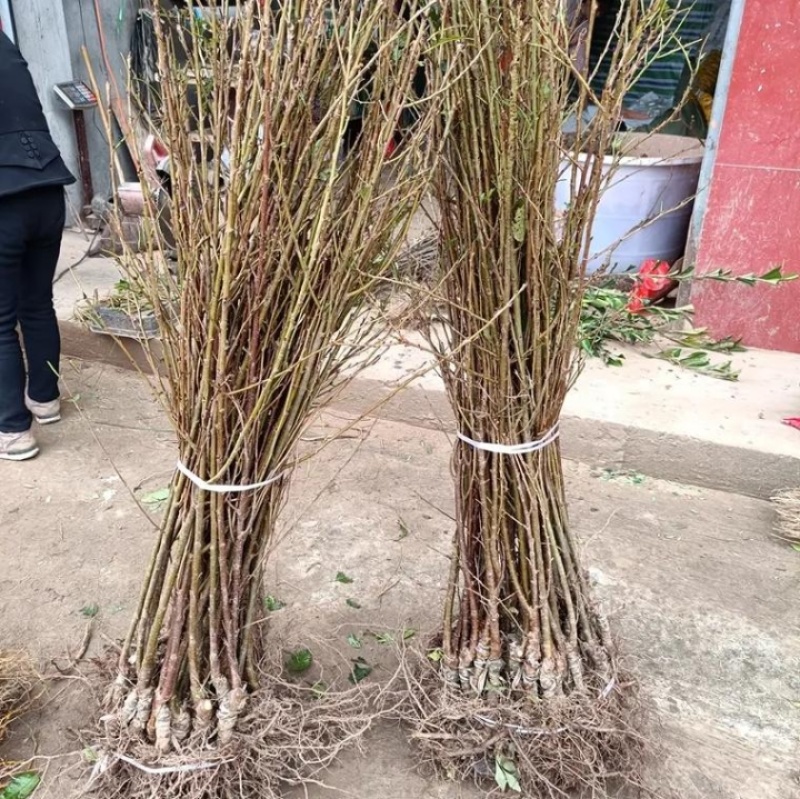 矮化鸡心果樱桃树苗农村镇产地直发现挖现发。签合同