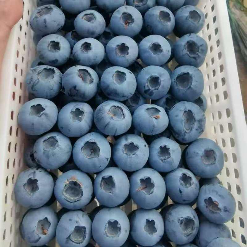 蓝莓源头