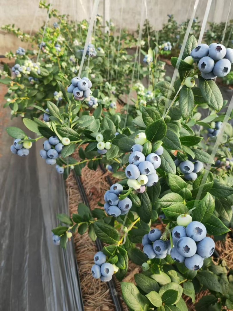 蓝莓源头