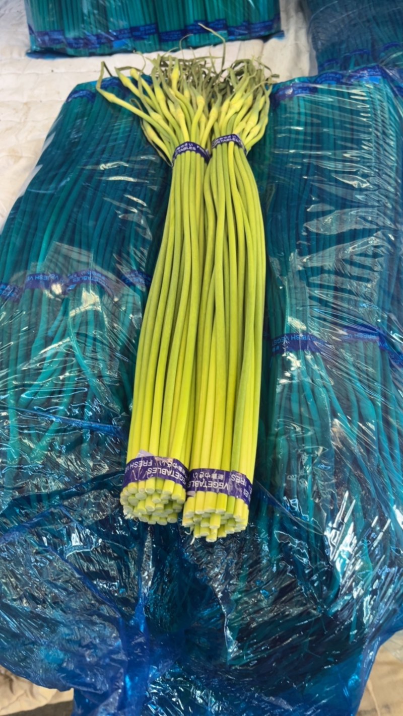 大名精品红帽蒜苔