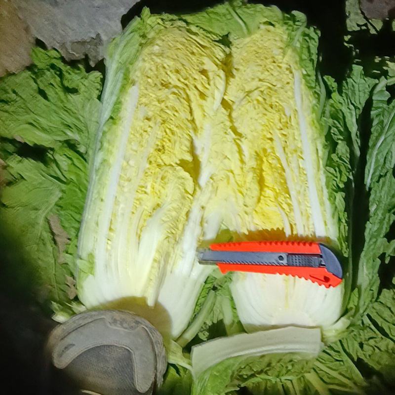 北京三号黄心白菜