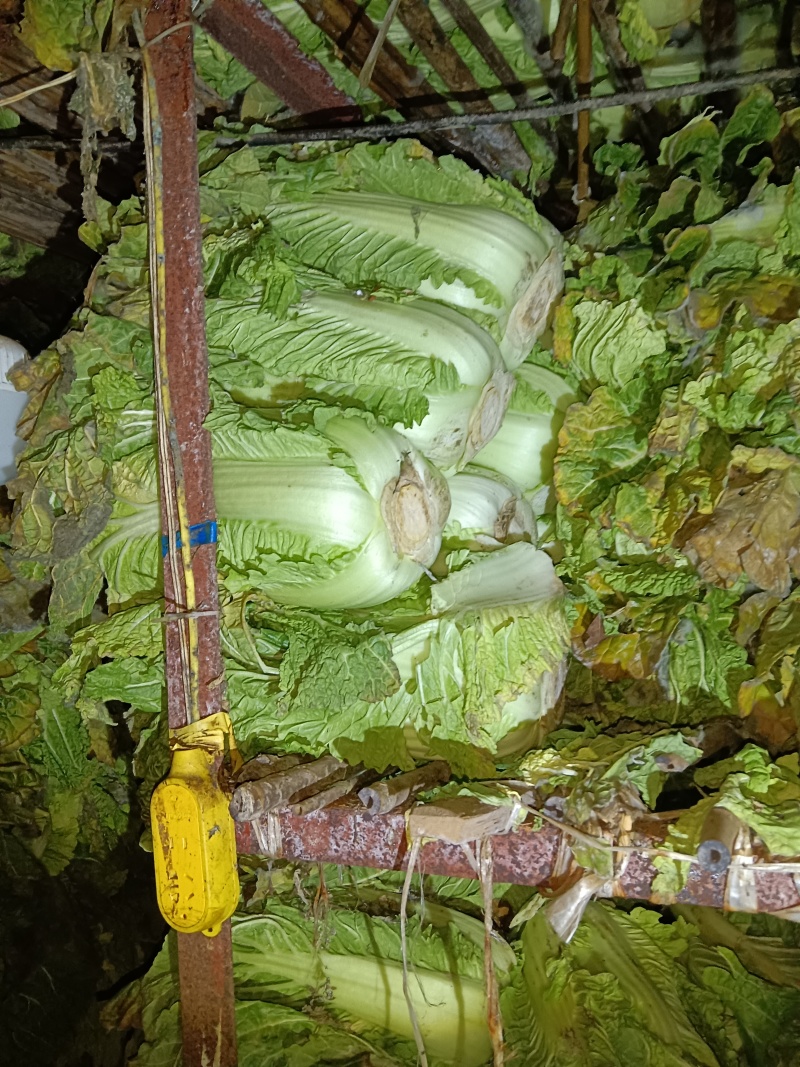 北京三号黄心白菜
