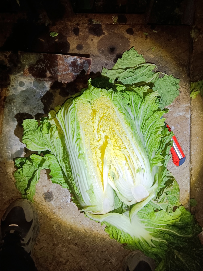 北京三号黄心白菜