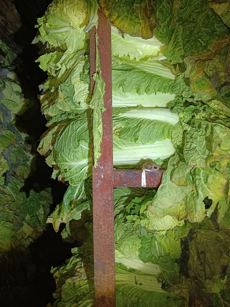 北京三号黄心白菜