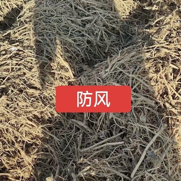 河北定州防风条子子播药材中药材根茎芦头短批发零售