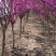 3米冠幅丛生紫荆园林绿化苗庭院花卉阳台