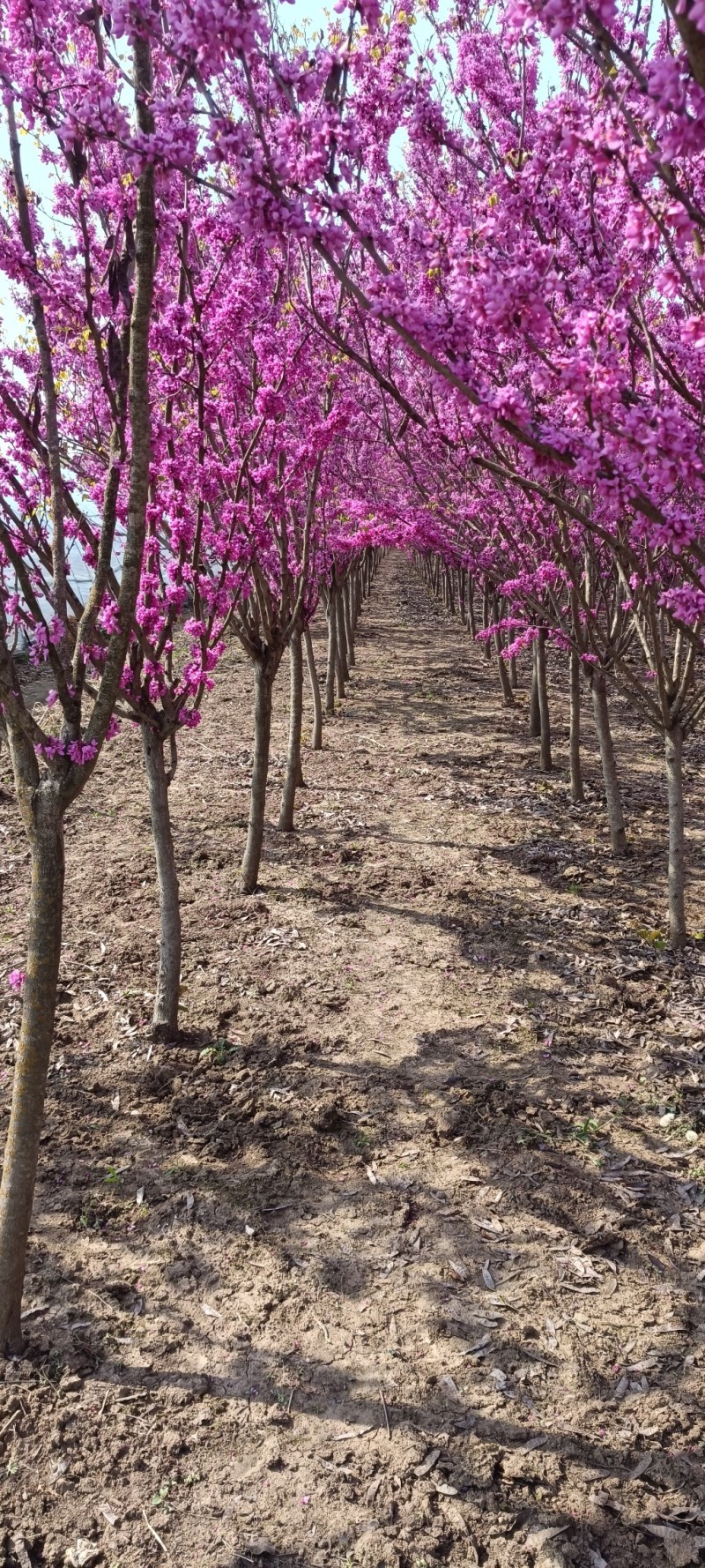 3米冠幅丛生紫荆园林绿化苗庭院花卉阳台