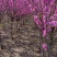 3米冠幅丛生紫荆园林绿化苗庭院花卉阳台