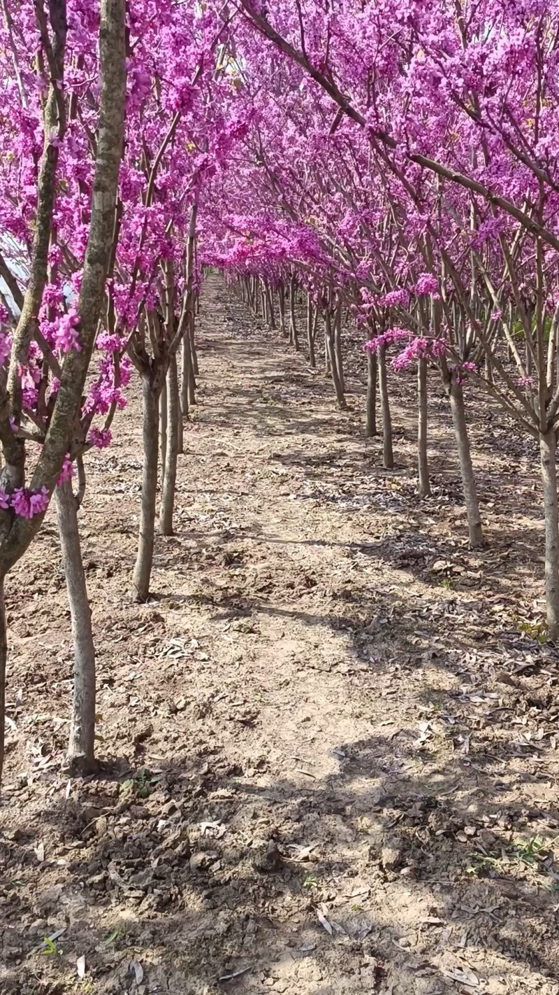 3米冠幅丛生紫荆园林绿化苗庭院花卉阳台