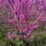 3米冠幅丛生紫荆园林绿化苗庭院花卉阳台