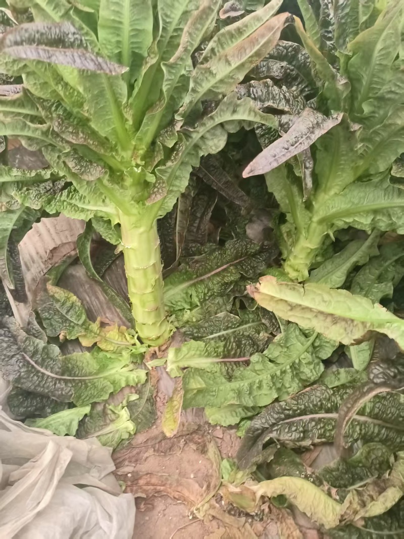 湖北精品红叶青叶莴笋