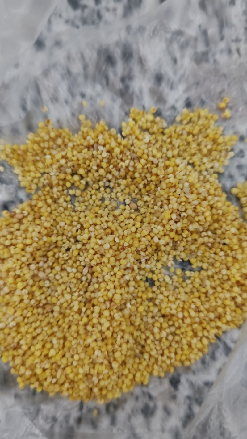 碎小米，沁州黄