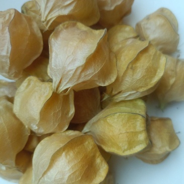 云南西双版纳菇娘果