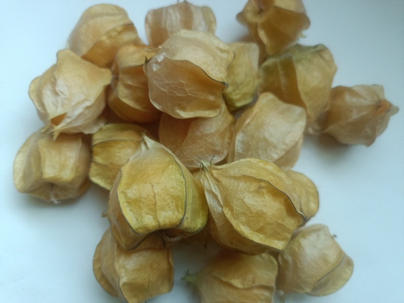 云南西双版纳菇娘果