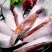 新鲜三文鱼鳍鱼翅肉多三文鱼边角料烧烤炖