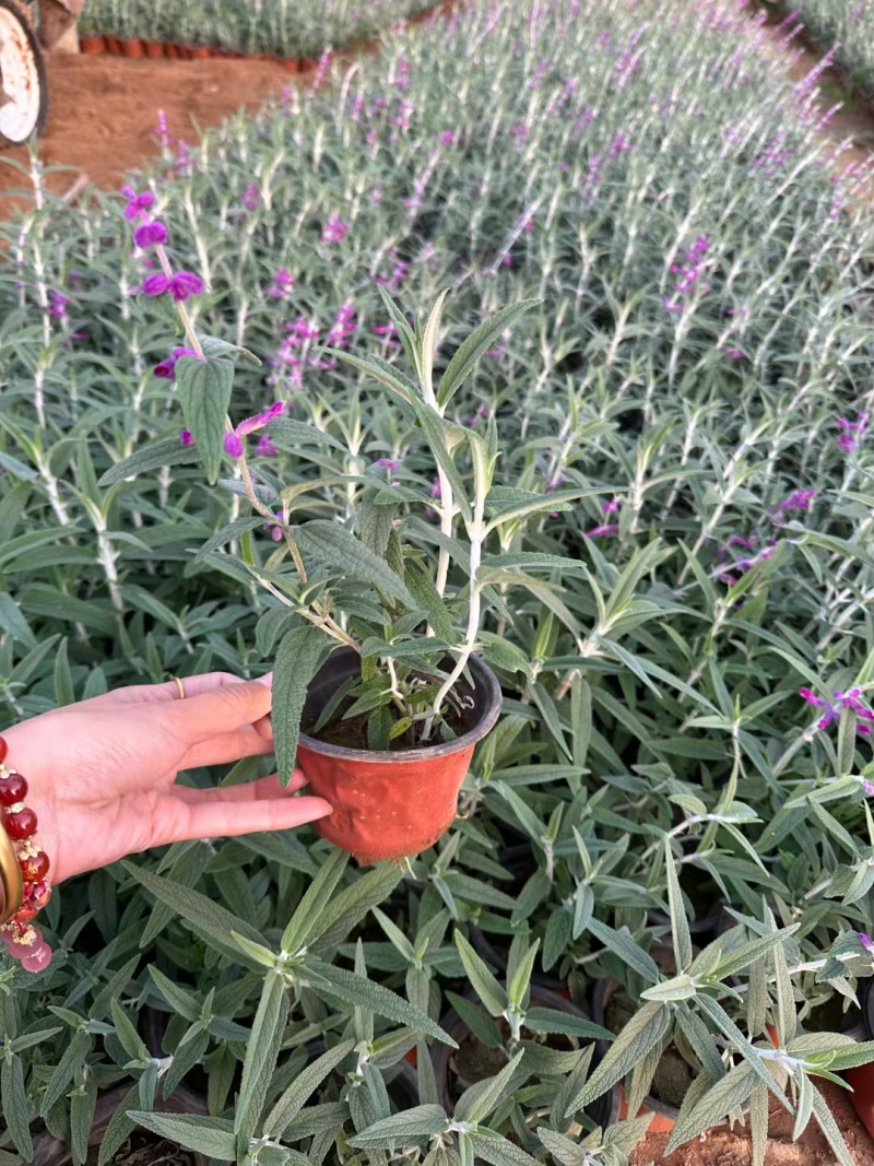 蓝花鼠尾草