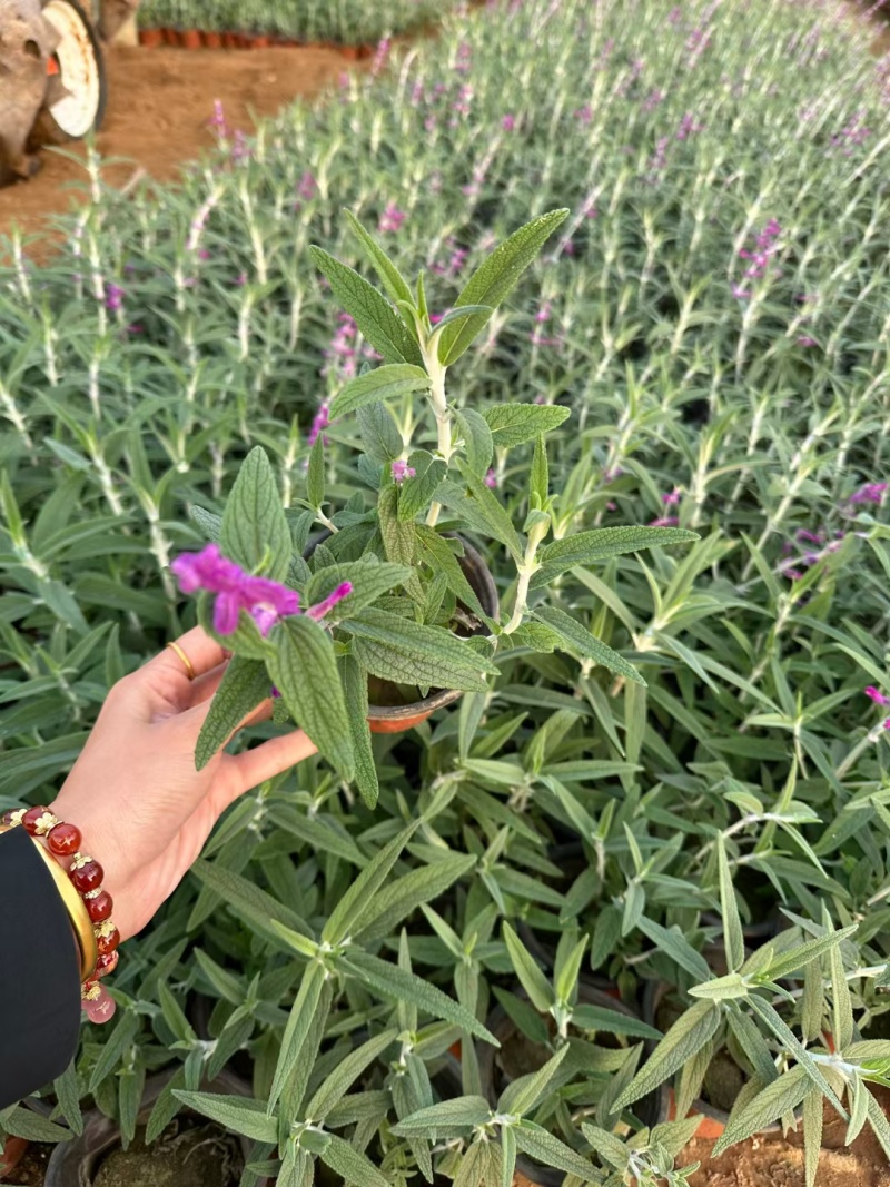 蓝花鼠尾草
