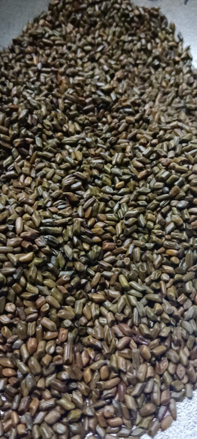 决明子茶泡水中药做枕头都好批发岀售