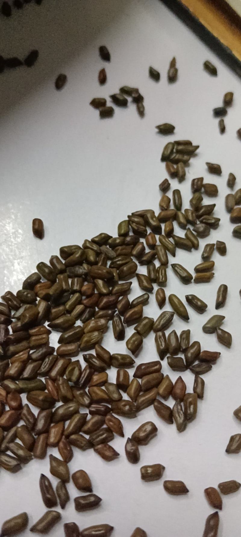 决明子茶泡水中药做枕头都好批发岀售