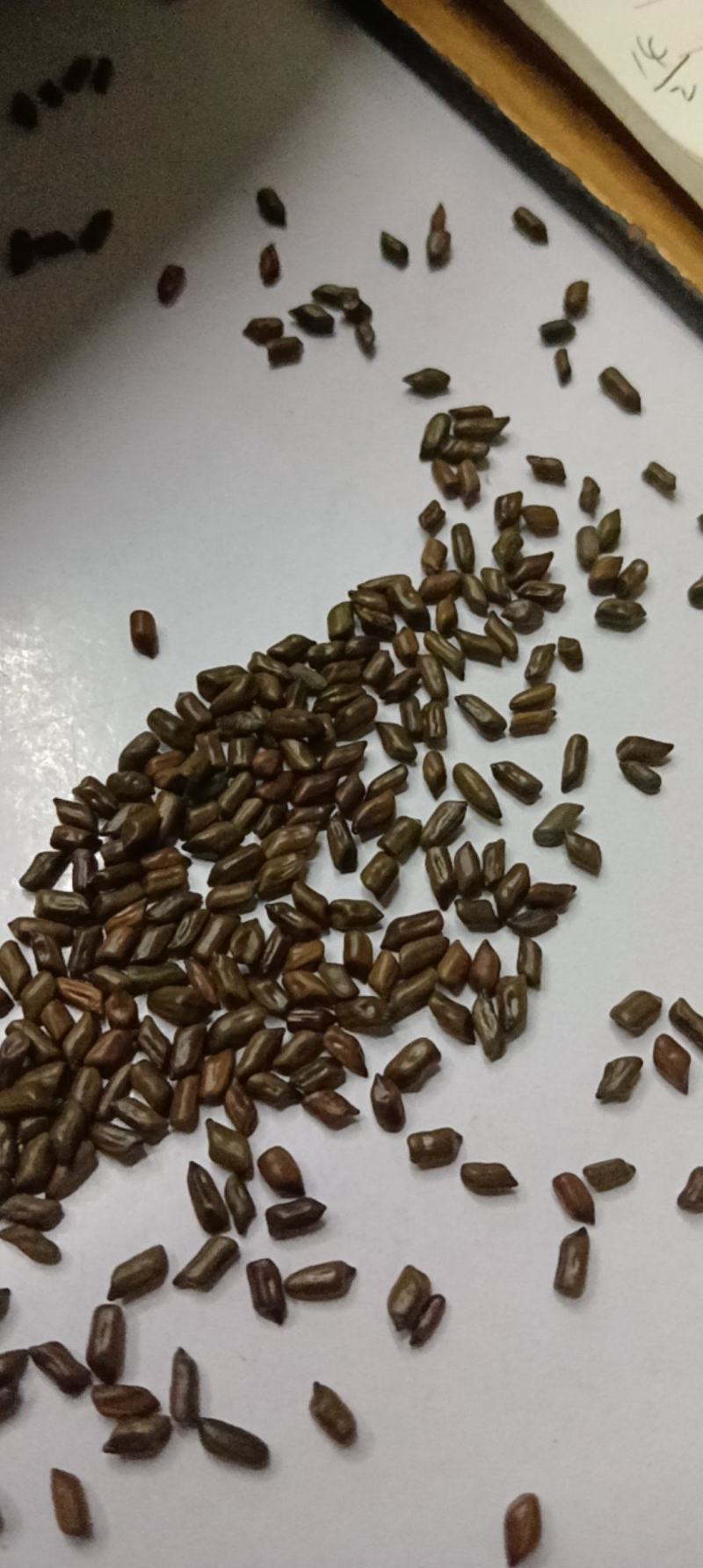 决明子茶泡水中药做枕头都好批发岀售