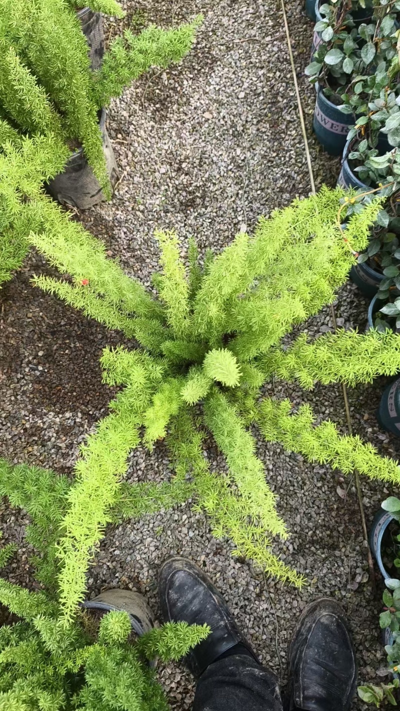 狐尾天门冬