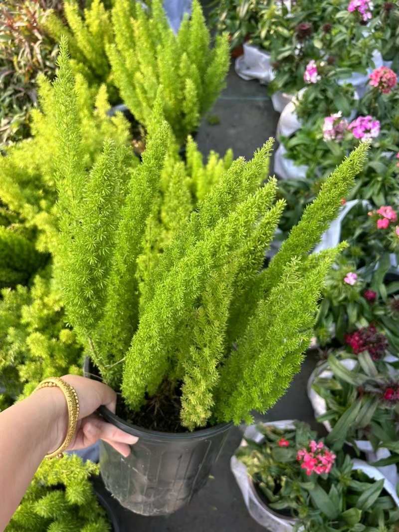 狐尾天门冬