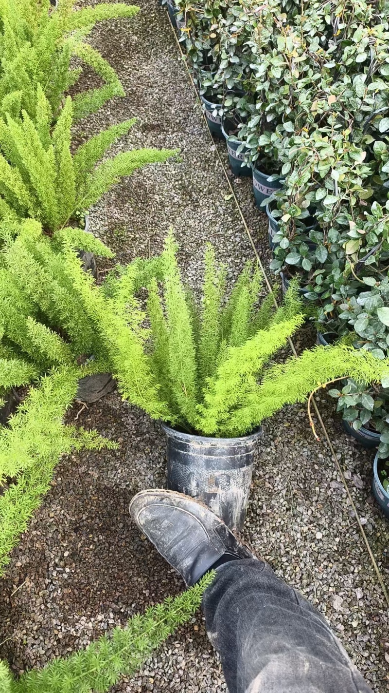 狐尾天门冬