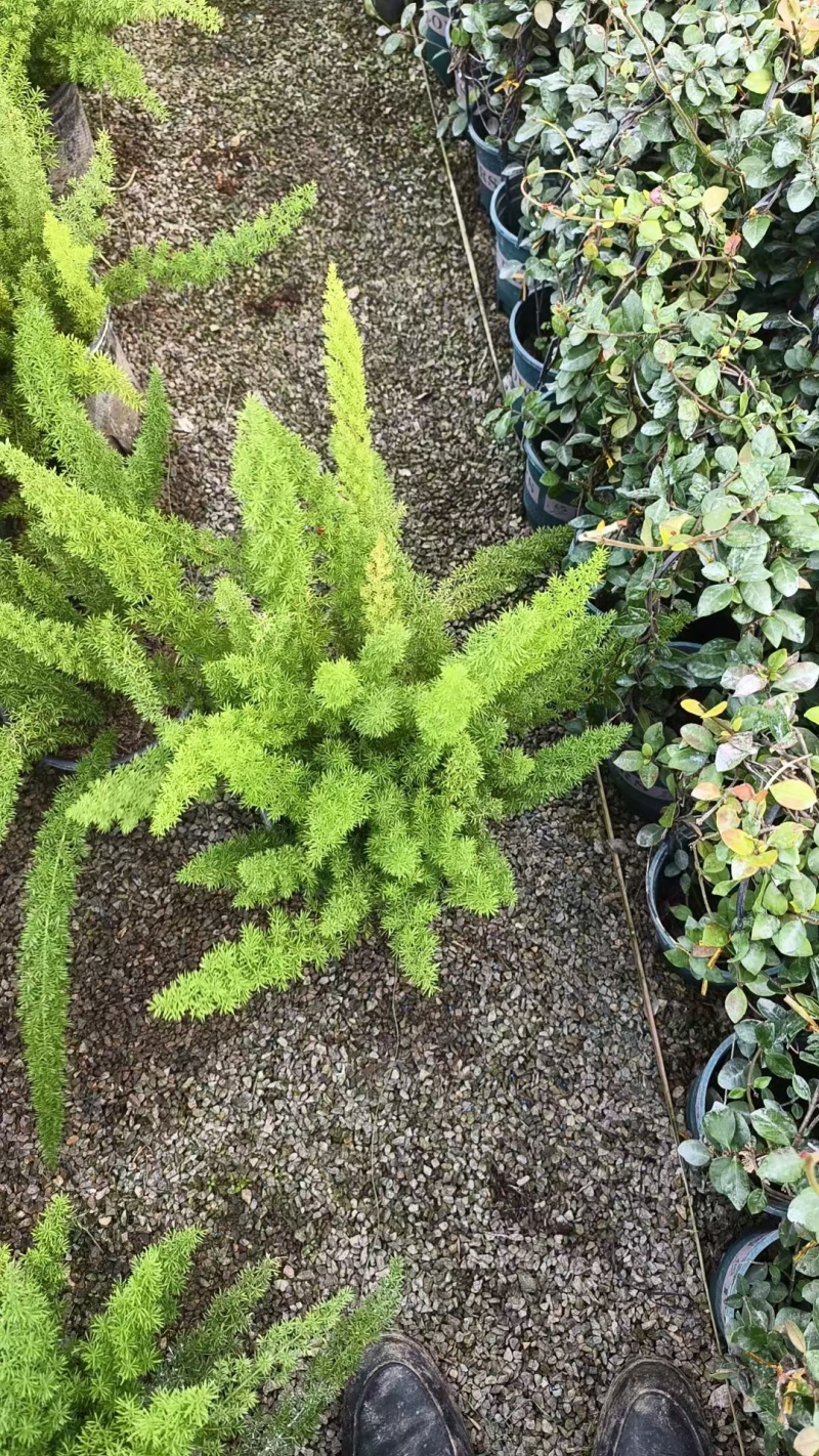 狐尾天门冬