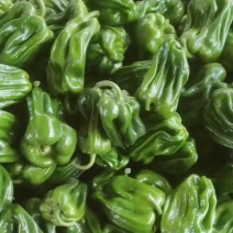 鲜椒，麻椒唐山各种辣椒