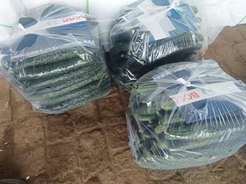 【诚信卖家】产地直发，一手货源，精品黄瓜，当天采摘