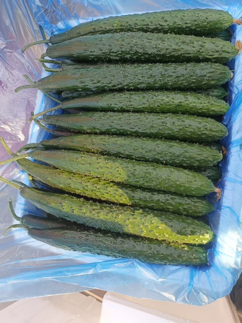 【诚信卖家】产地直发，一手货源，精品黄瓜，当天采摘