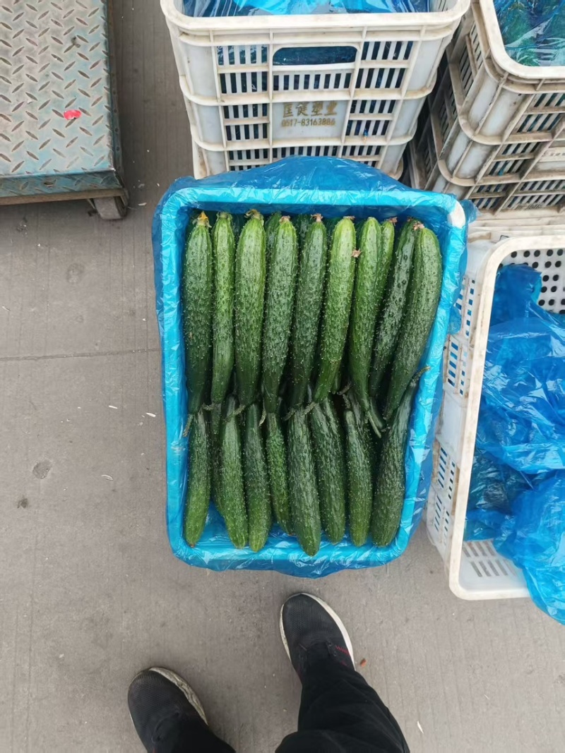 【诚信卖家】产地直发，一手货源，精品黄瓜，当天采摘