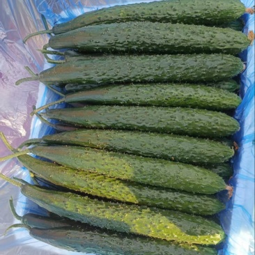 【诚信卖家】产地直发，一手货源，精品黄瓜，当天采摘